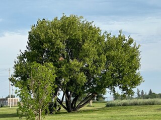 Big tree in the field