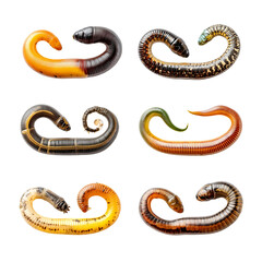 Obraz premium Collection of six millipedes with varying colors and patterns on black background isolated on transparent background