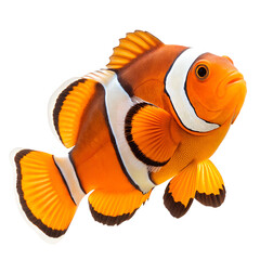 Vibrant orange clownfish isolated on transparent background