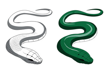 Illustration of a Green Snake with a Black-And-White Counterpart