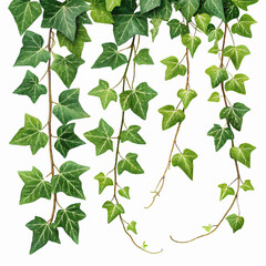 green leaves on white background