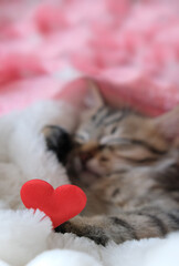 Pretty cute kitten relaxing on the bed with red hearts. Tabby cat. Funny pets. Valentines Day, Birthday, Dating