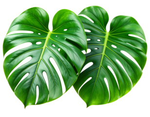 A - Floating Monstera Leaves with Shadow Reflection, Artistic Botanical Style, Transparent PNG”