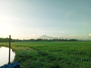 Photo of Lush Rice Fields with Mount Slamet in the Background