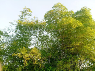 Fototapeta premium Bamboo Background Photo