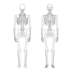 Human skeleton anatomy from front and back. Skull and bones vector isolated line art cartoon illustration. Halloween, medical, education, or science banner element