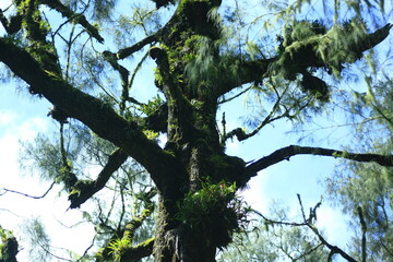 tree branches against blue sky