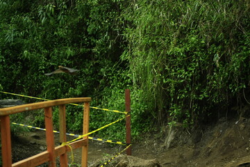 wooden bridge in the forest