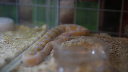 Albino ball python resting on wood shavings inside a terrarium, with soft ambient lighting.