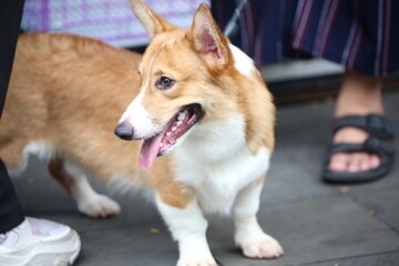 Cute Pembroke Welsh Corgi standing outdoors on pavement, panting happily with tongue out.