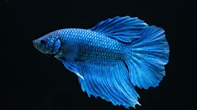 A blue betta fish swims against a black background