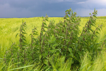 In the foreground, a dense thicket of tall nettles stands out, growing amidst a field of green...