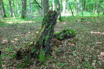 Remains of an old fallen tree, covered in vibrant green moss, lie on the forest floor of fallen...