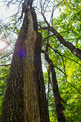 An upward gaze at a tall tree with a split trunk reveals its internal structure and bark texture. Sunlight filters through the green leaves, creating dynamic flares and highlighting the life of the fo