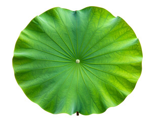 Single large green lotus leaf with visible veins, top view isolated on transparent background PNG