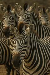 Naklejka premium African Twilight-1