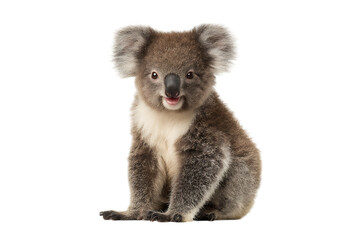 Fototapeta premium Cute koala sitting, isolated on black background.