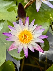 pink water lily