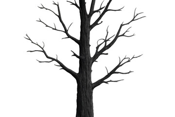 Obraz premium Dark, leafless tree isolated on a transparent background, perfect for spooky or environmental projects