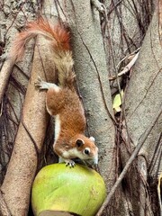 squirrel in tree