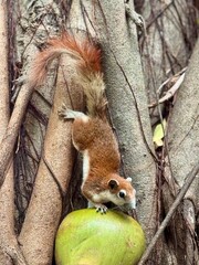 squirrel on a tree