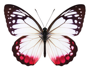 Delicate Butterfly with Heart-Shaped Patterns on Its Wings, Isolated on Transparent Background