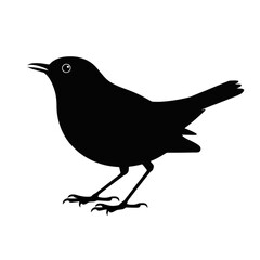 Obraz premium Blackbird Silhouette with White Eye avian wildlife