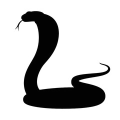 Fototapeta premium Cobra poised to strike snake reptile