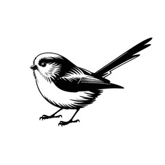 Obraz premium Long Tailed Bird Silhouette small bird avian