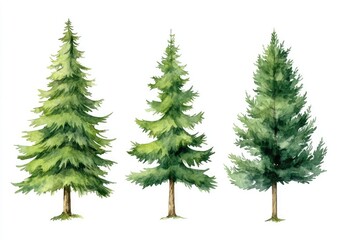 Fototapeta premium Watercolor illustration of three stylized evergreen trees