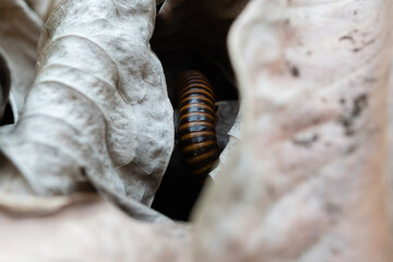 Close-up of Millipede in Dry Leaves