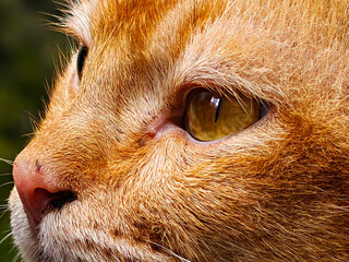 Close-up of an orange tabby cat's face with striking yellow eyes