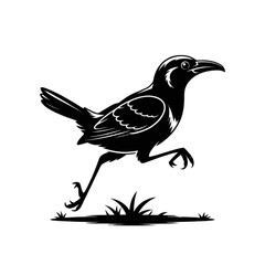 Fototapeta premium Roadrunner Bird Running on Grass walking desert