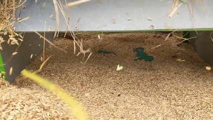 A close-up shows a mixture of harvested rice grains, husks, and straw scattered beneath agricultural machinery in Banjarsari, West Java, Indonesia.