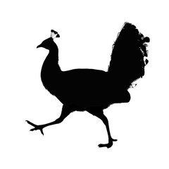 Fototapeta premium Strutting Peacock Silhouette bird animal