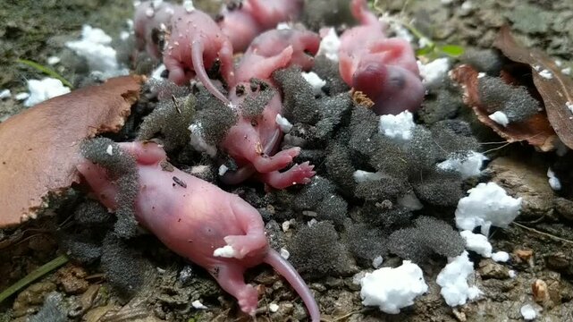 A close-up view of several tiny, pink, hairless newborn mice ("pinkies") huddled together on dark, uneven ground with some white debris, indicating a recent birth in a natural setting.