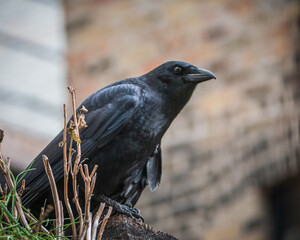 Crow in the city 