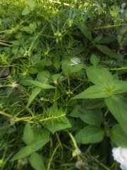 green leaves in the garden