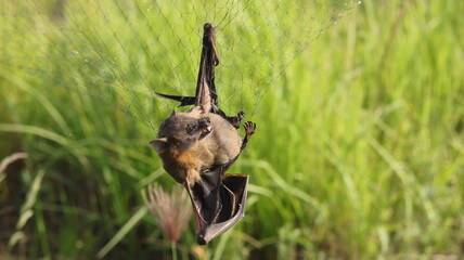 A black bat caught in a net trap