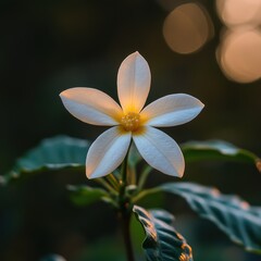 Beautiful white flower with delicate petals in green foliage