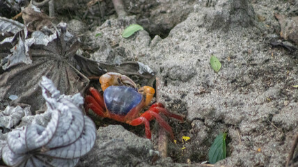 dead leaf on the ground