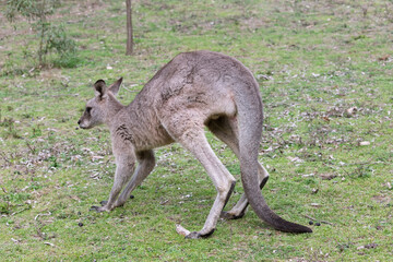 Photograph of a Kangaroo walking on grass in the midday sunshine in Capertee Valley in the Wollemi National Park in the Central Tablelands of NSW, Australia.