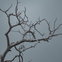 Obraz premium Gnarled bare branches against overcast sky bare tree