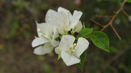 Obraz premium Beautiful white bougainvillea flowers in bloom, macro, blurred background