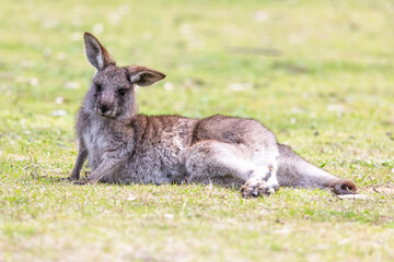 Photograph of a Kangaroo relaxing on grass in the midday sunshine in Capertee Valley in the Wollemi National Park in the Central Tablelands of NSW, Australia.