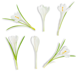 white crocus flowers, isolated on transparent background