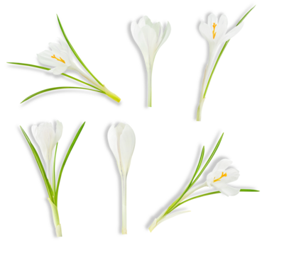 white crocus flowers, isolated on transparent background