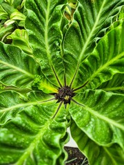 Asplenium nidus, Cobra Fern in close up