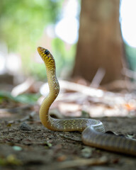 A juvenile Indian rat snake raising its head as it senses danger