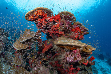 Colorful coral reef with school of glassfish surrounded in crystal clear water. Beautiful landscape...